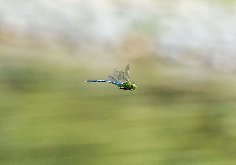 Anax imperator, maschio